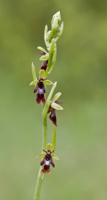 Fly orchid / Vliegenorchis