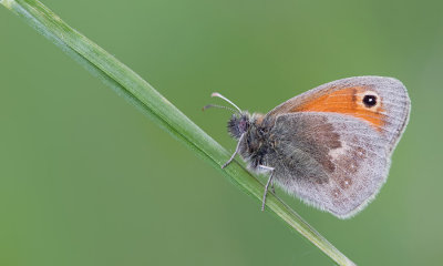 Small heath / Hooibeestje