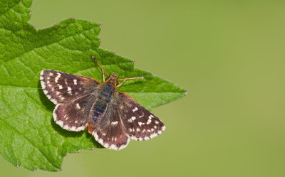 Red-underwing skipper / Kalkgraslanddikkopje