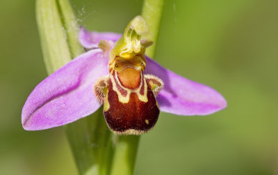 Bee Orchid / Bijenorchis