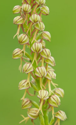 Man Orchid / Poppenorchis