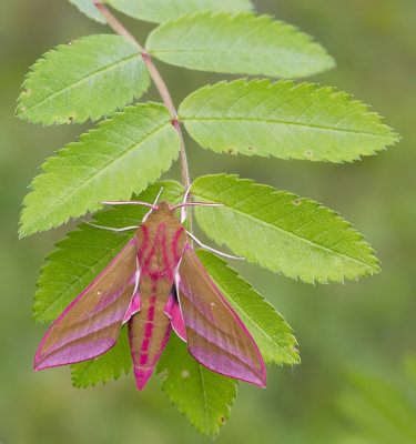 Elephant Hawk-moth / Groot Avondrood