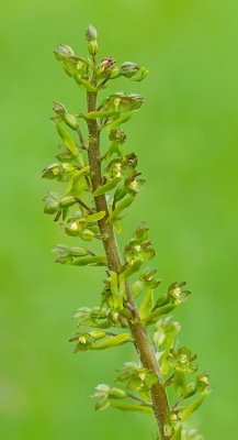 Common Twayblade / Grote keverorchis