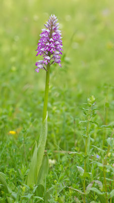 Military Orchid / Soldaatje