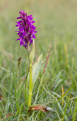 Early Purple Orchid / Mannetjesorchis
