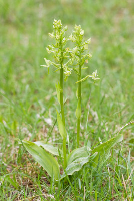 Greater Butterfly Orchid / Bergnachtorchis