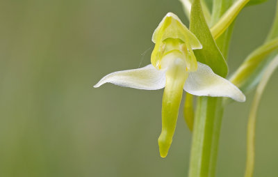 Greater Butterfly Orchid / Bergnachtorchis