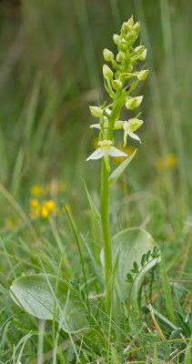 Greater Butterfly Orchid / Bergnachtorchis