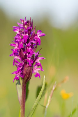 Common Spotted-orchid / Bosorchis