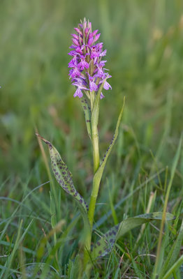 Common Spotted-orchid / Bosorchis