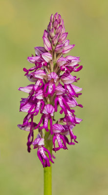 Man Orchid x Military Orchid / Poppenorchis x Soldaatje