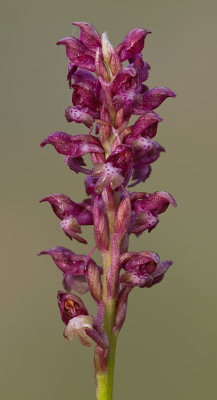 Bug Orchid / Wantsenorchis