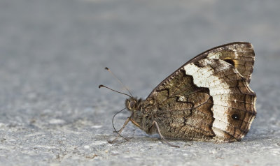 Woodland Grayling / Grote boswachter