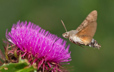 Hummingbird Hawk Moth / Kolibrievlinder