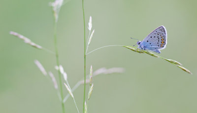 Amanda's Blue / Wikkeblauwtje