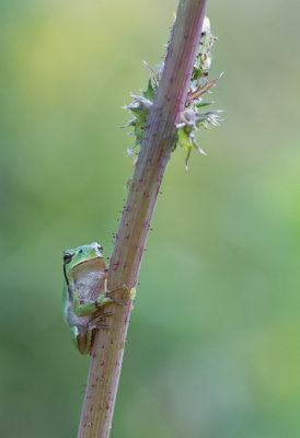 Common tree frog / Boomkikker