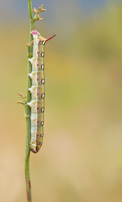 Striped Hawk-moth / Gestreepte pijlstaart