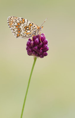 Knapweed Fritillary / Knoopkruidparelmoervlinder