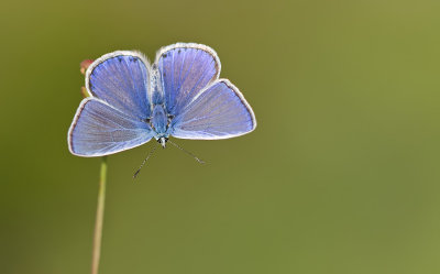 Common blue / Icarusblauwtje