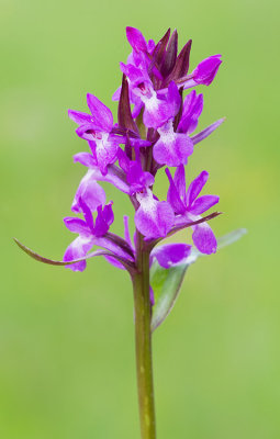 Dactylorhiza cordigera / Hartvormige meiorchis