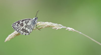 Marbled White / Dambordje (forma procida)