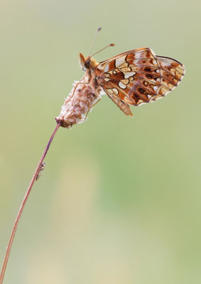 Weaver's Fritillary or Violet Fritillary / Paarse parelmoervlinder of Akkerparelmoervlinder