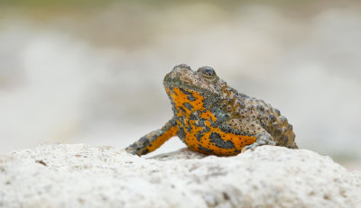 Yellow bellied toad / Geelbuikvuurpad