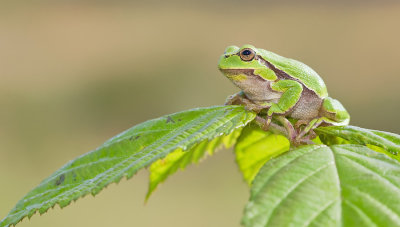 Common tree frog / Boomkikker