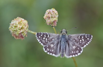 Oberthur's Grizzled Skipper / Bretons spikkeldikkopje