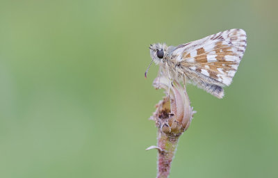 Oberthur's Grizzled Skipper / Bretons spikkeldikkopje