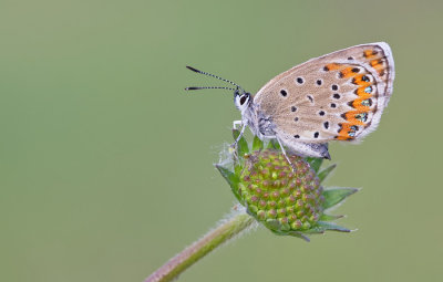Reverdin's Blue / Kroonkruidblauwtje