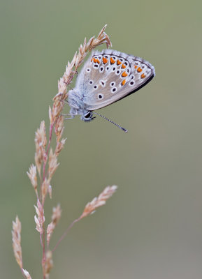 Brown Argus / Bruinblauwtje 