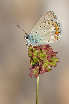 Common blue / Icarusblauwtje