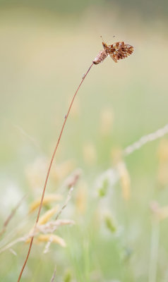 Weaver's Fritillary or Violet Fritillary / Paarse parelmoervlinder of Akkerparelmoervlinder