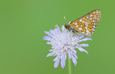 Marsh fritillary / Moerasparelmoervlinder