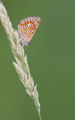 Brown Argus / Bruinblauwtje