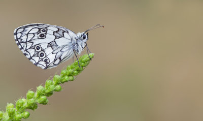 Marbled White / Dambordje (forma procida)