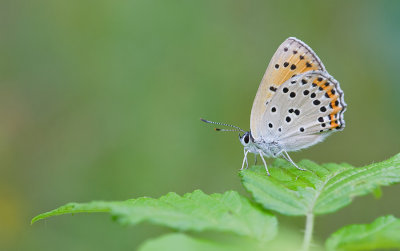 Purple-Shot Copper / Violette vuurvlinder