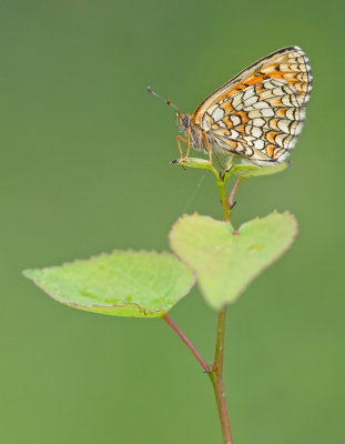 Heath Fritillary / Bosparelmoervlinder 