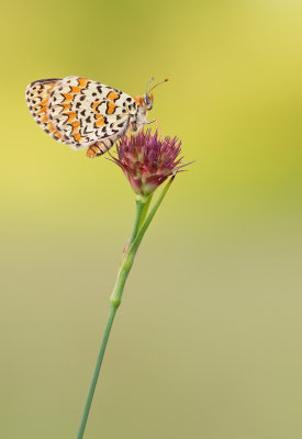 Lesser spotted fritillary / Toortsparelmoervlinder