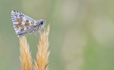 Oberthur's Grizzled Skipper / Bretons spikkeldikkopje