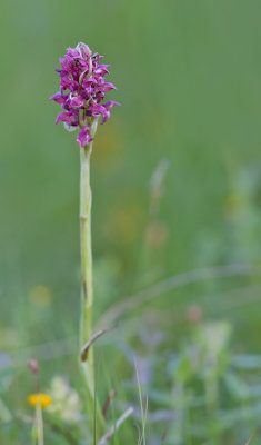 Bug Orchid / Wantsenorchis