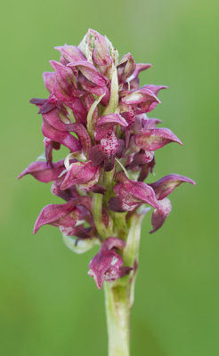Bug Orchid / Wantsenorchis
