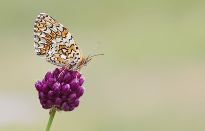 Knapweed Fritillary / Knoopkruidparelmoervlinder