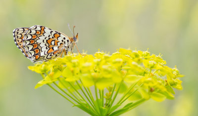 Knapweed Fritillary / Knoopkruidparelmoervlinder