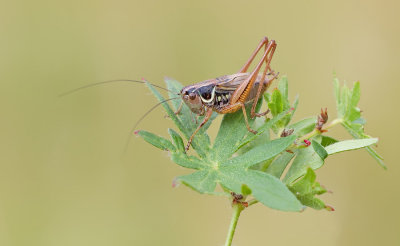 Roesel's Bush-cricket / Greppelsprinkhaan
