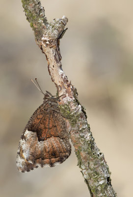 Rock Grayling / Kleine boswachter