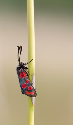 Zygaena carniolica / Oogvlek-sint-jansvlinder