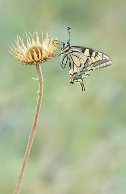 Swallowtail / Koninginnepage
