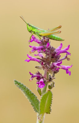 Small gold grasshopper / Kleine goudsprinkhaan